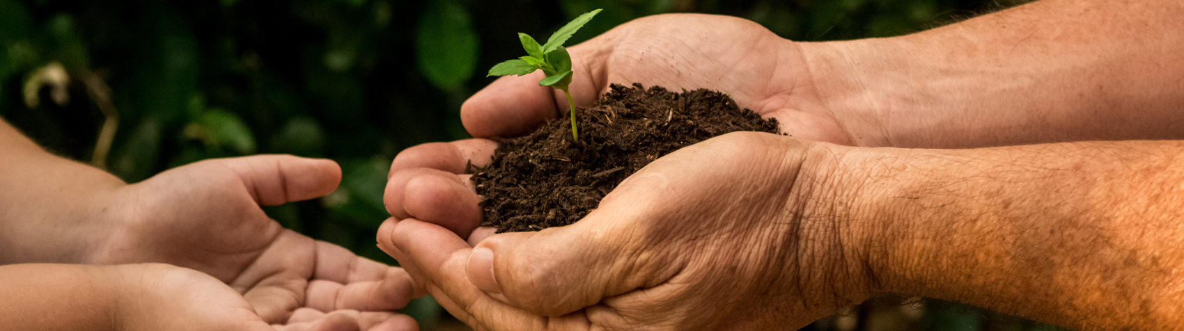 man holding seedling in hands